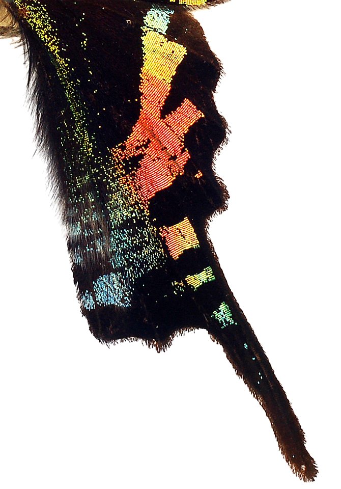 Naturalis Biodiversity Center (NL) - Lepidoptera. Urania sloanus Cramer, 1779