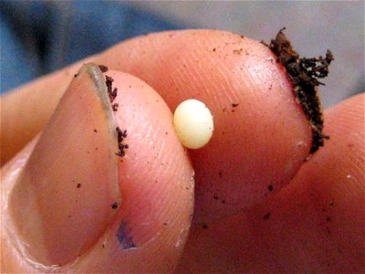 egg of Oryctes nasicornis,photo taken in Jena (fr:Iéna), Germany
