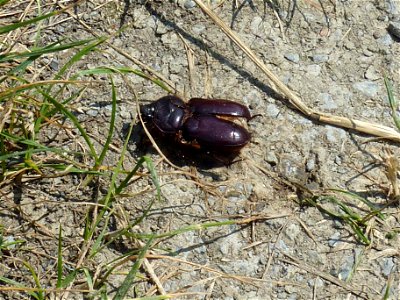 totes Nashornkäferweibchen photo