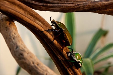 Coléoptères Dynastidae vus au parc Phoenix de Nice. photo