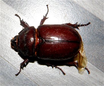 Oryctes_nasicornis polonicus Minck, 1916