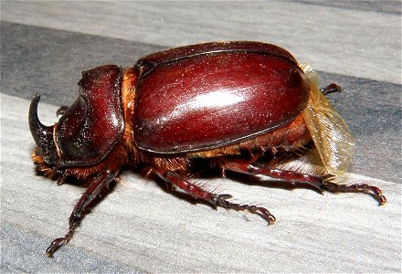 Oryctes nasicornis polonicus Minck, 1916 photo