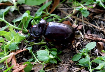 European Rhinoceros Beetle male. Ukraine.
