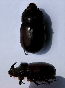 Oryctes nasicornis top view and side view photo