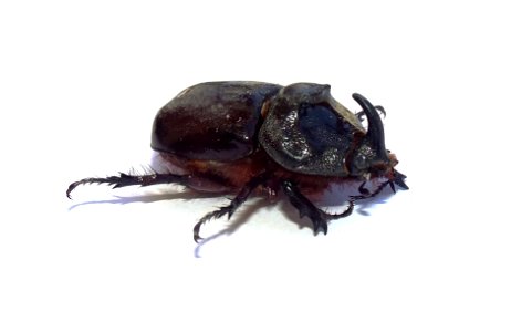 خنفساء وحيد القرن Oryctes nasicornis grypus
Français :  Scarabée rhinocéros - Oryctes nasicornis grypus