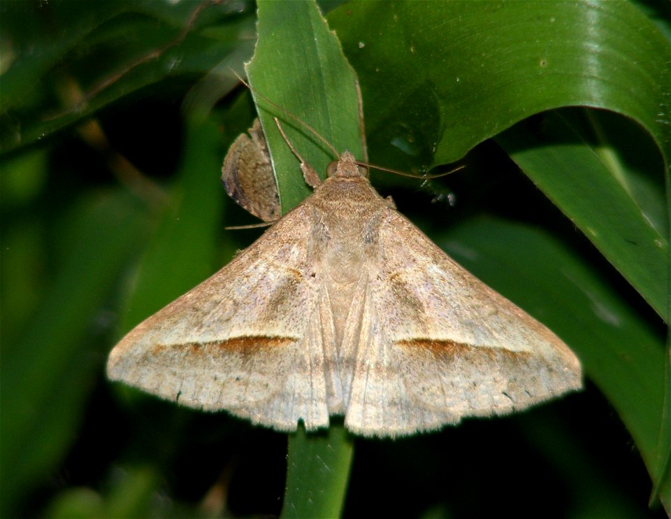 Mocis frugalis (Fabricius, 1775)
Noctuidae, Catocalinae, Ophiusini

Thanks Ryan Brookes for ID