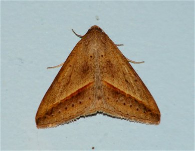 Thanks Imashi optha for id