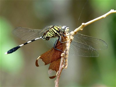 Orthetrum sabina, Slender Skimmer or Green Marsh Hawk, is a species of dragonfly in the family Libellulidae. Here it is feeding another dragonfly, Fulvous Forest Skimmer (Neurothemis fulvia). Taken at photo