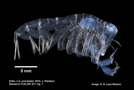 PRESERVED_SPECIMEN; ; 10% form.->70% alc.; Det. by: Leanne E. Elder; See: Elder, Leanne E. & Seibel, Brad A. 2015. Ecophysiological implications of vertical migration into oxygenminimumzon