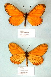 VIETNAM.   MPE 2008,  Exemplar,  <a href="http://nymphalidae.utu.fi/story.php?code=NW108-22" rel="nofollow">see in our database</a>