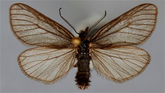 C.P. Gillette Museum of Arthropod Diversity
Catalog #: CSU_ENT1014791
Taxon: Acsala anomala Benjamin, 1935
Family: Erebidae
Collector: J. Troubridge
Date: 1985-06-20
Additional Collectors: L. Troubrid