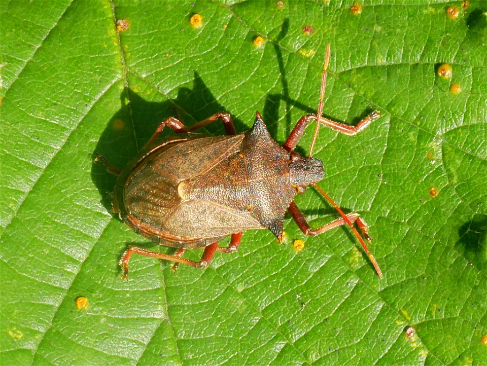 Spiny Shield Bug (Picromerus bidens)