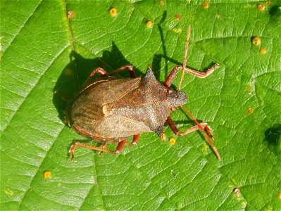 Spiny Shield Bug (Picromerus bidens)