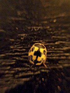 Fourteen-spotted Lady Beetle (Propylea quatuordecimpunctata) photo
