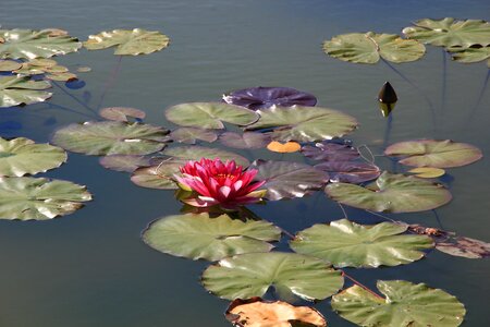 Water lilies flower water