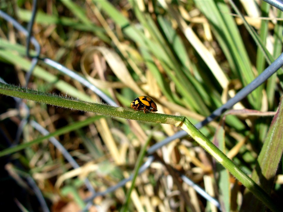 I am the originator of this photo. I hold the copyright. I release it to the public domain. This photo depicts a ladybug.