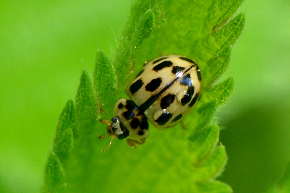 Fourteen-spotted Lady Beetle (Propylea quatuordecimpunctata) photo