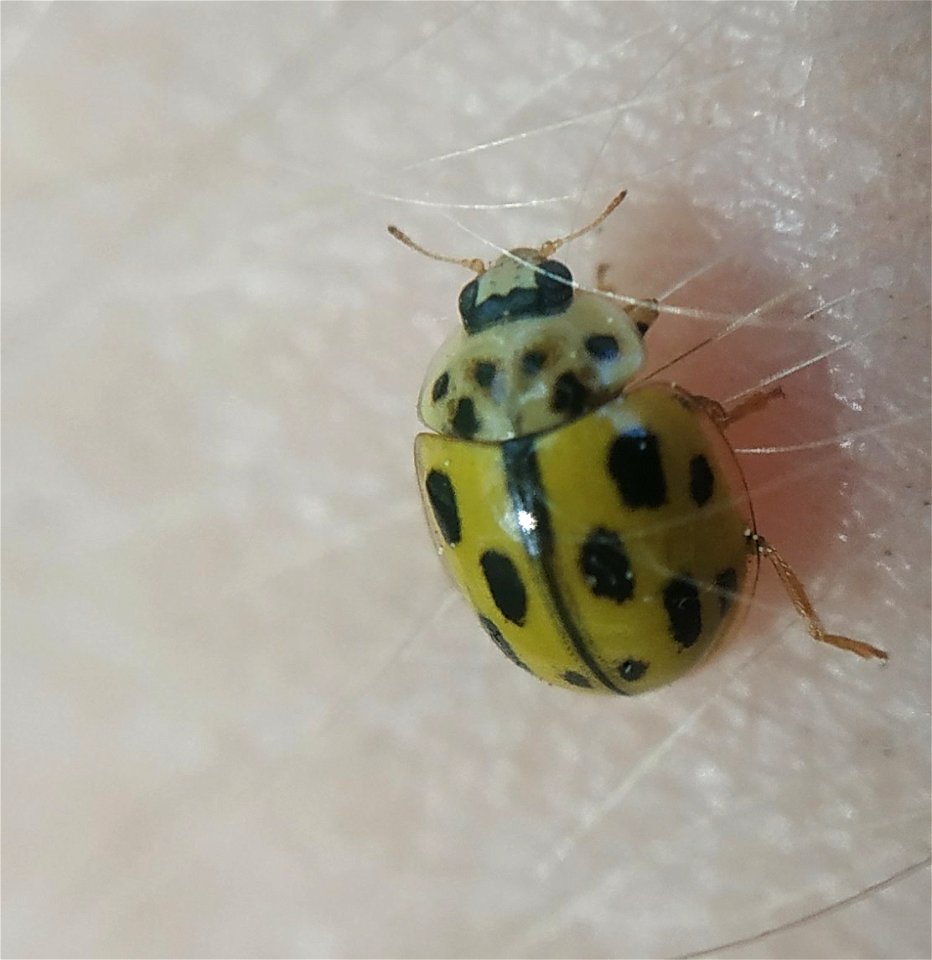 Fourteen-spotted Lady Beetle (Propylea quatuordecimpunctata)