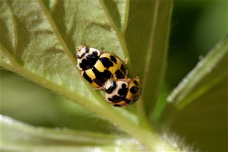 Fourteen-spotted Lady Beetle (Propylea quatuordecimpunctata)
