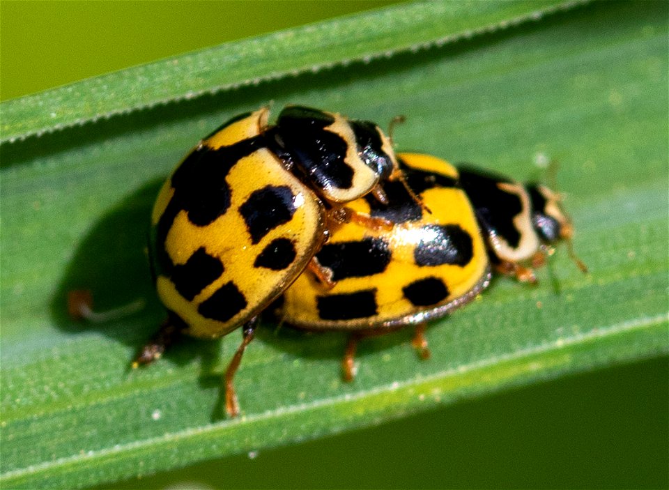 Fourteen-spotted Lady Beetle (Propylea quatuordecimpunctata) photo