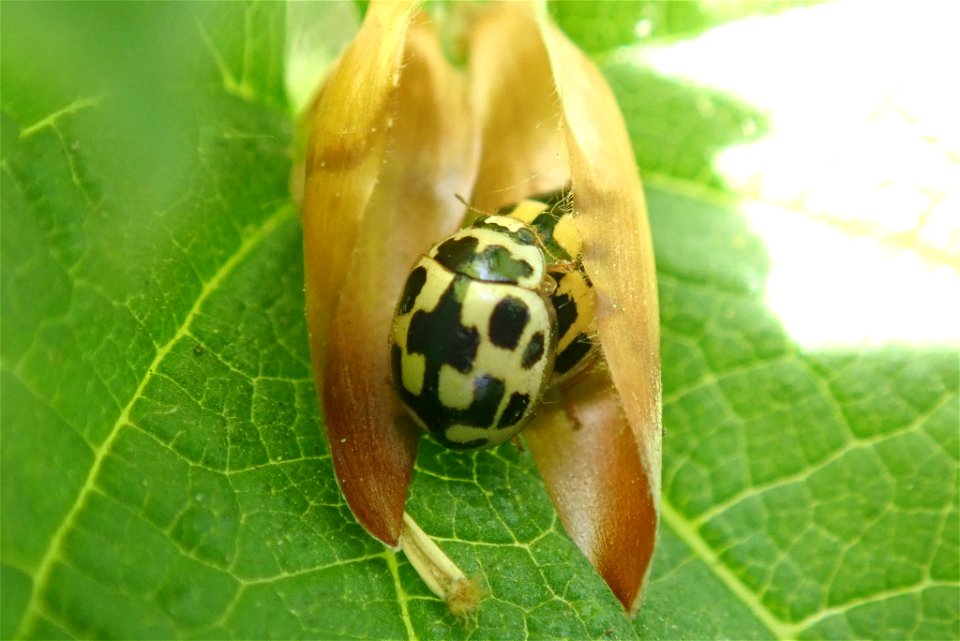 Schaakbordlievenheersbeestje photo