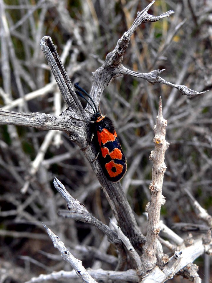 Zygaena fausta en La Azohía. Parque natural de la Sierra de la Muela en Cartagena (Spain)