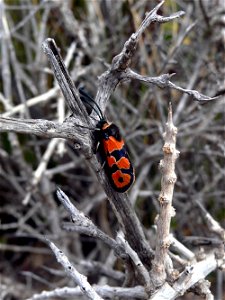Zygaena fausta en La Azohía. Parque natural de la Sierra de la Muela en Cartagena (Spain)