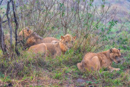 Predator animal animal world photo