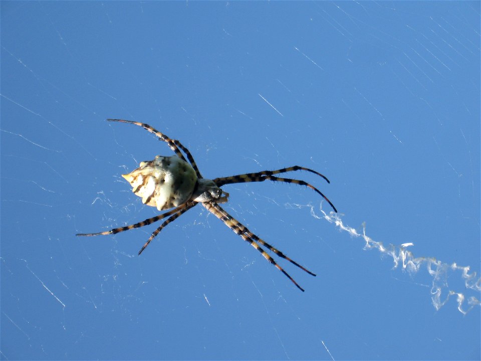 Argiope Lobata photographed in Rabat, Malta