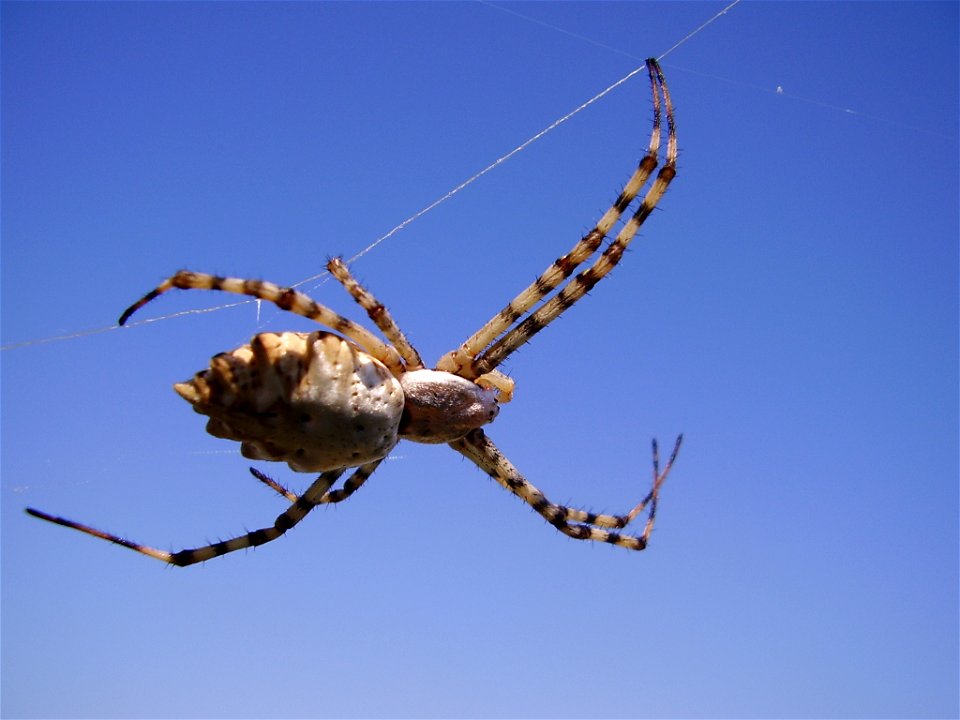 Spider