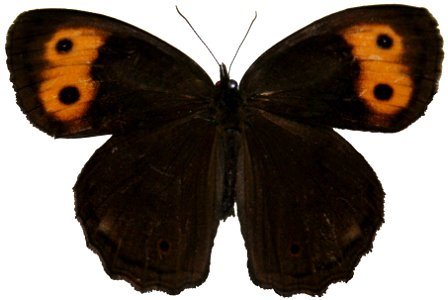 Common Wood-Nymph, Cercyonis pegala