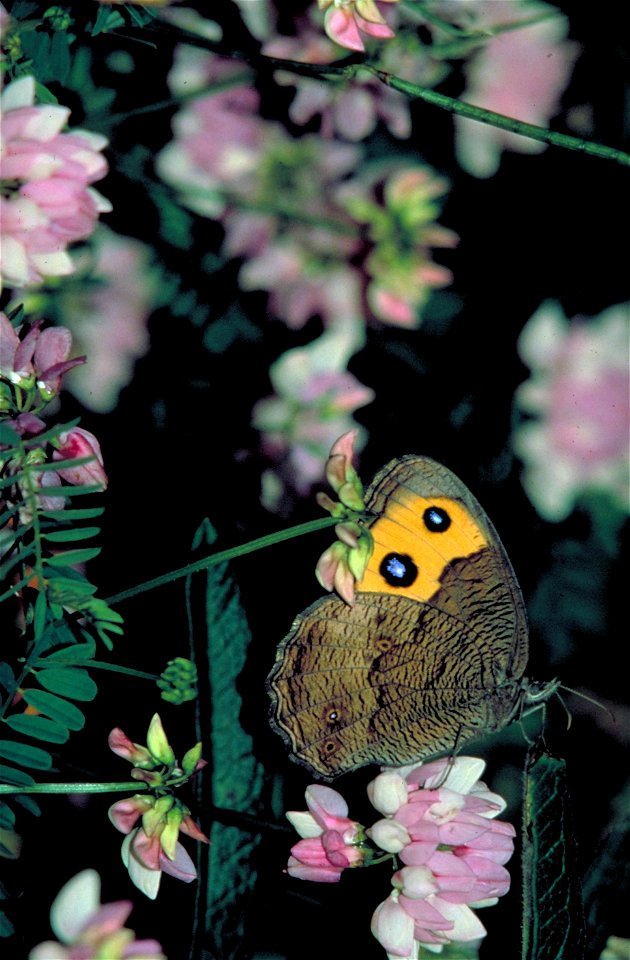 Image title: Common wood nymph butterfly
Image from Public domain images website, http://www.public-domain-image.com/full-image/fauna-animals-public-domain-images-pictures/insects-and-bugs-public-doma