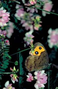 Image title: Common wood nymph butterfly Image from Public domain images website, http://www.public-domain-image.com/full-image/fauna-animals-public-domain-images-pictures/insects-and-bugs-public-doma photo