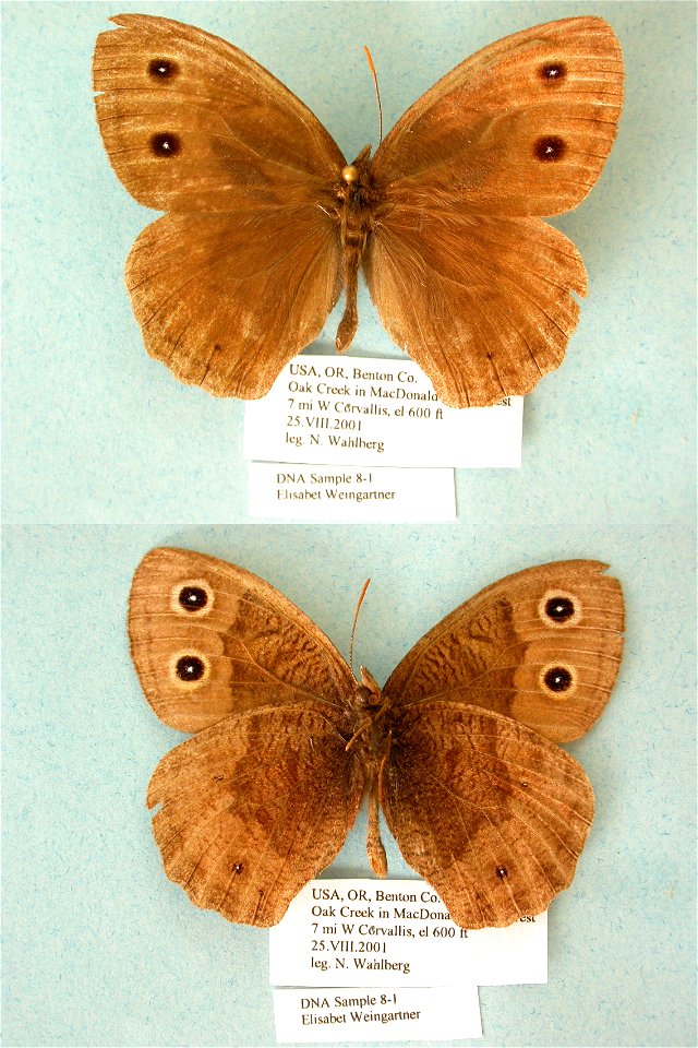UNITED STATES OF AMERICA.  OR, Benton Co. Oak Creek in McDonald State Forest,  PRS 2009, ZJLS 2011,  Exemplar, 7mi W Corvallis, el 600 ft,  <a href="http://nymphalidae.utu.fi/story.php?code=EW8-1" 