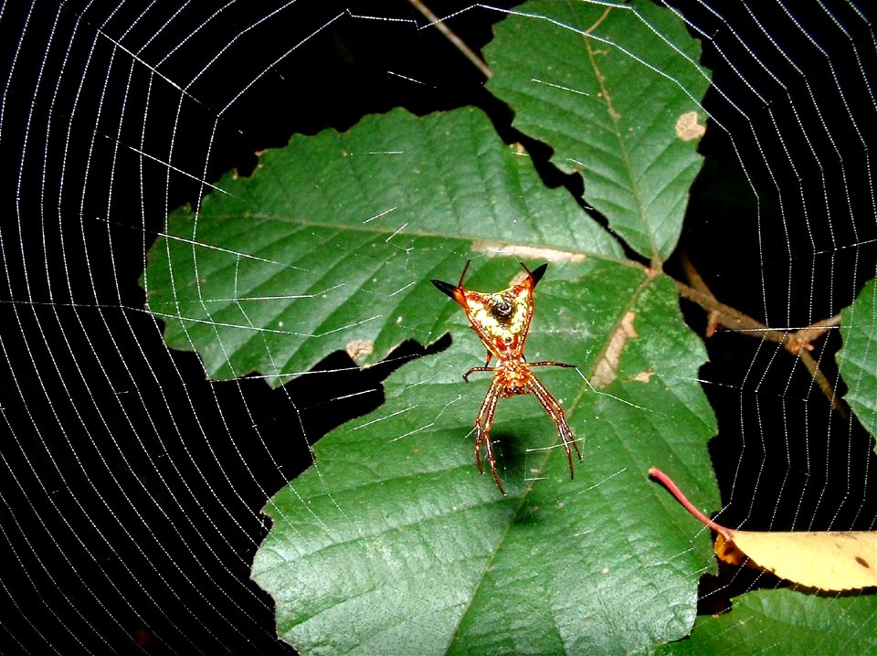 Micrathena sagittata, Gadsden Co. FL USA