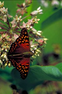 Image title: Tawny emperor on common milkweed asterocampa clyton Image from Public domain images website, http://www.public-domain-image.com/full-image/fauna-animals-public-domain-images-pictures/inse photo