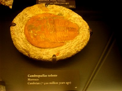 Amherst College Museum of Natural History, Amherst, Massachusetts, USA.