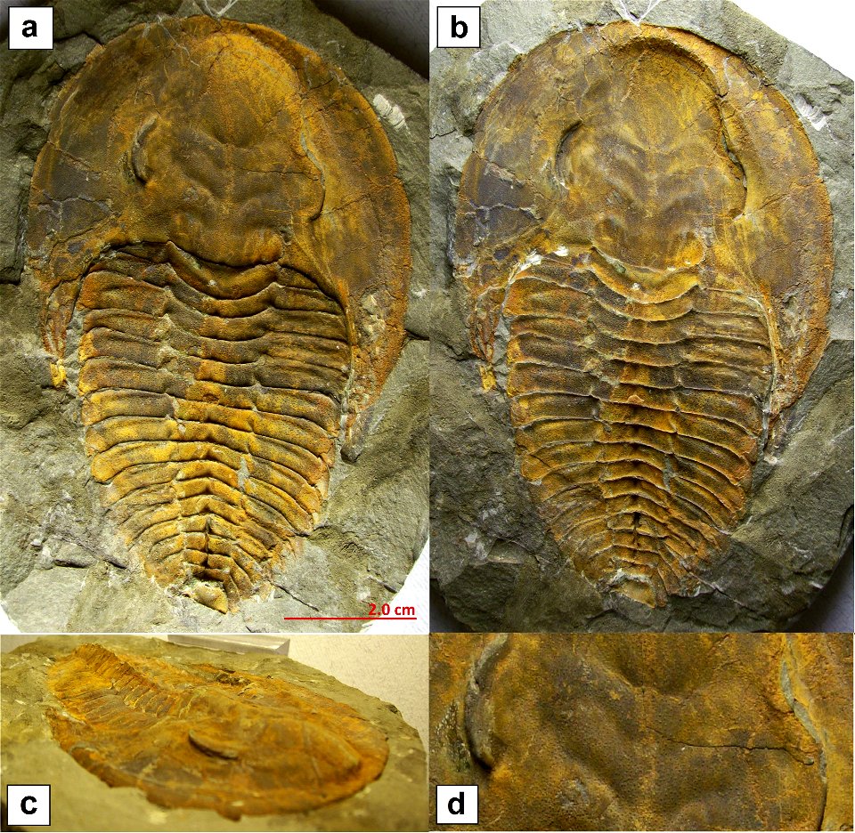 Cambropallas telesto GEYER. Specimen from Jbel Ougnate (Anti Atlas, Morocco), Jbel Wawrmast Fm.; a) dorsal view (positive); b) dorsal view (negative); c) lateral-frontal view; d) zoom on the glabella 