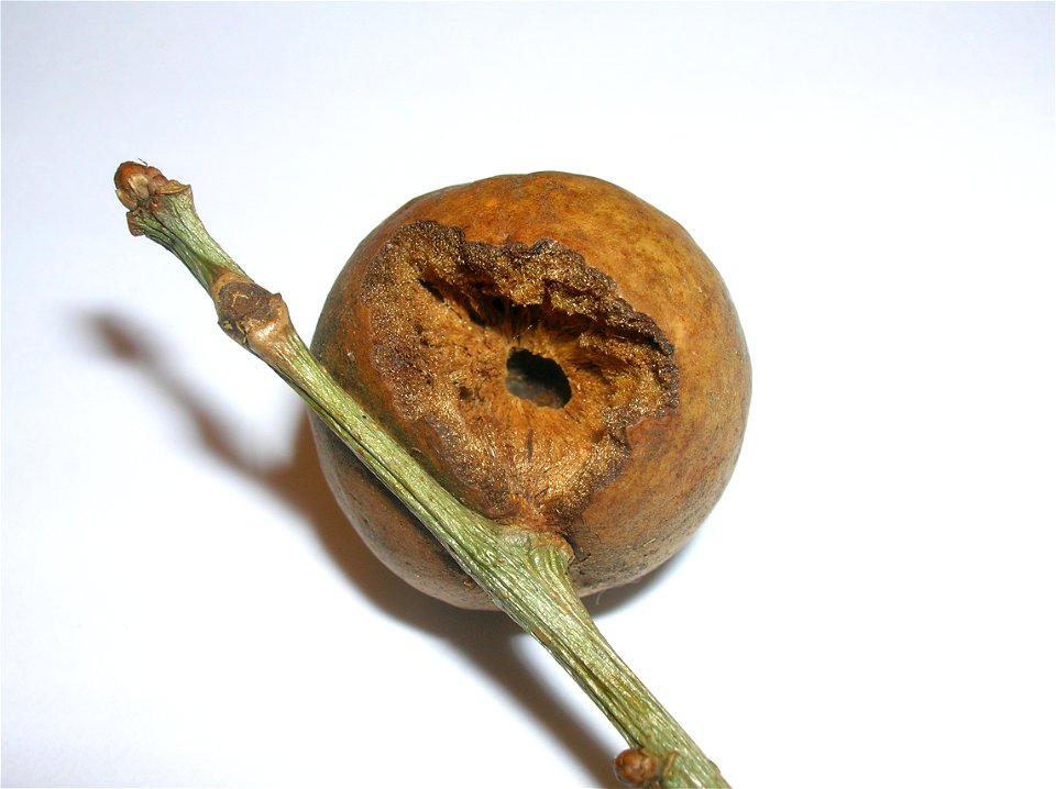 Oak Marble gall predated by a bird. Eglinton Country Park, North Ayrshire, Scotland