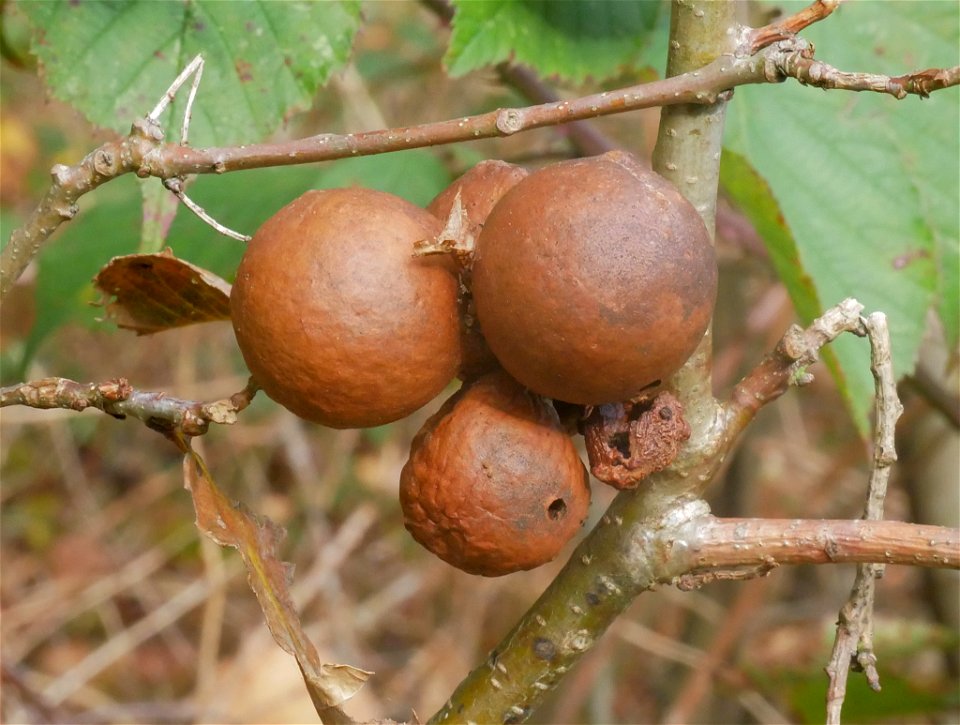 Oak Marble Gall Wasp (Andricus kollari)