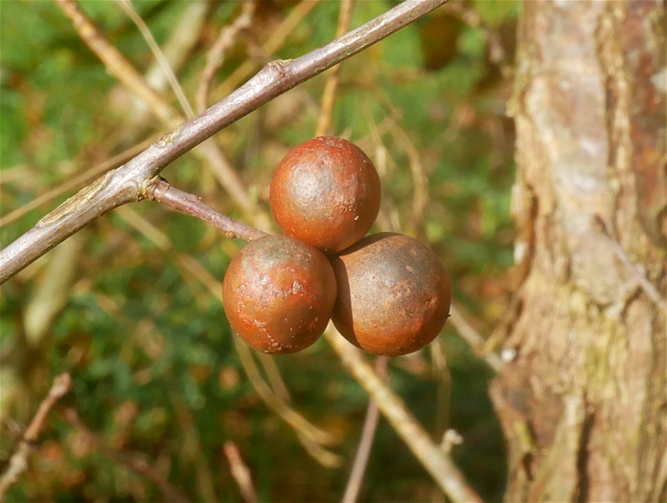 Oak Marble Gall Wasp (Andricus kollari)