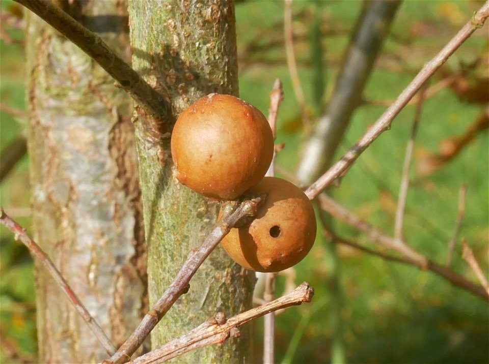 Oak Marble Gall Wasp (Andricus kollari)