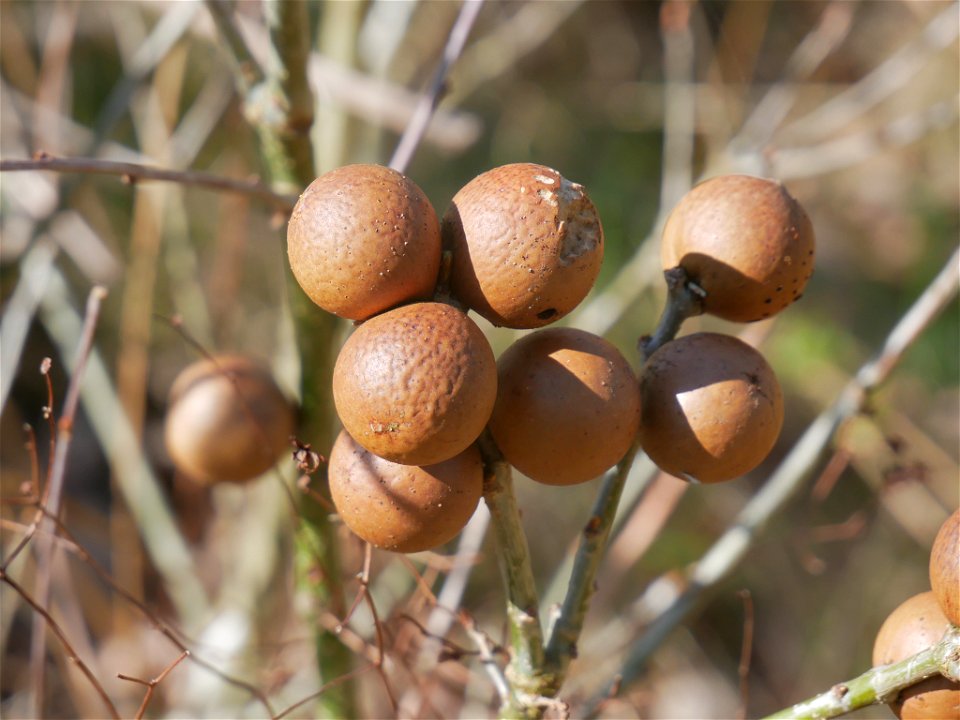 Oak Marble Gall Wasp (Andricus kollari)