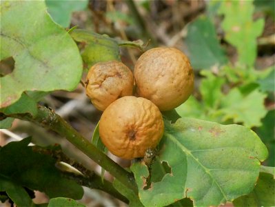 Oak Marble Gall Wasp (Andricus kollari)