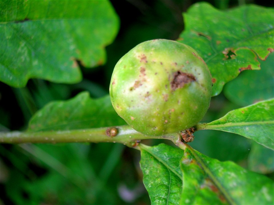 Developing Oak Marble gall caused by the insect Andricus kollari on Quercus robur. Chapeltoun, North Ayrshire, Scotland