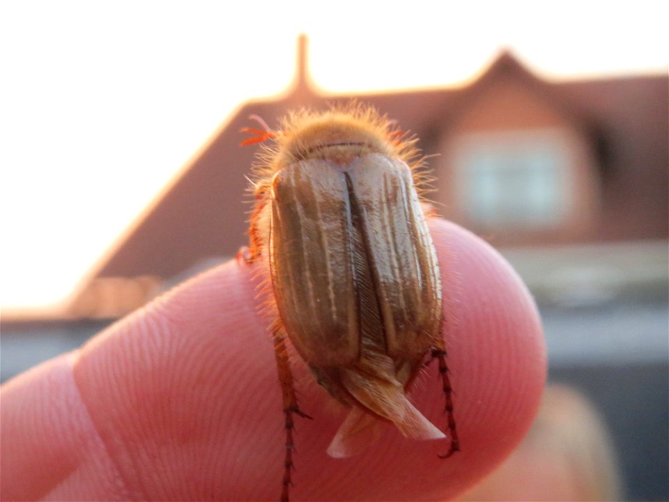 Feldmaikäfer (Melolontha melolontha) in Reilingen