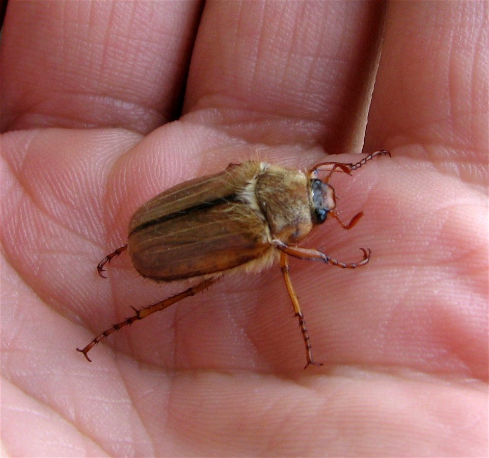 Rhizotrogus solstitialis photo