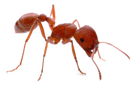 Public domain image by Brett Morgan, produced as part of the Insects Unlocked project at the University of Texas at Austin.