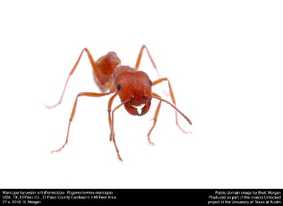 Public domain image by Brett Morgan, produced as part of the Insects Unlocked project at the University of Texas at Austin.