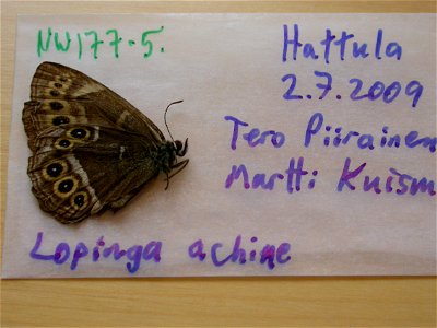 FINLAND.  EH: Hattula,    <a href="http://nymphalidae.utu.fi/story.php?code=NW177-5" rel="nofollow">see in our database</a>